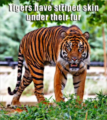 Fun animal facts: tigers have striped skin under their fur.