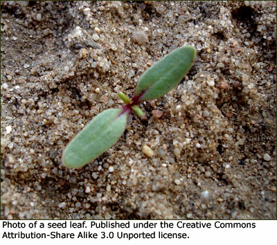 Fun plant experiments: Picture of a seed leaf.