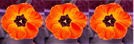 Red flowers to put on free printable family trees templates.