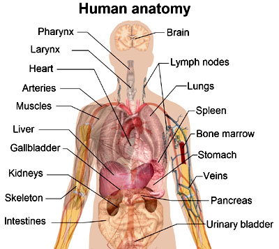 Human anatomy picture. Find great science sites for kids on health, anatomy and life science.