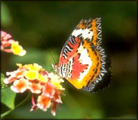 Fun activities for toddlers for outside play: Looking a butterflies. A butterfly on a flower.