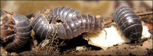 Fun learning games for toddlers: Looking at woodlice up close. 