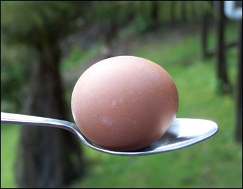 Egg on spoon for fun egg race.