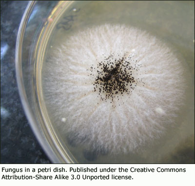 Fungus in a petri dish. Easy science projects for kids.