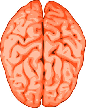 Picture of the human brain with the two halves.