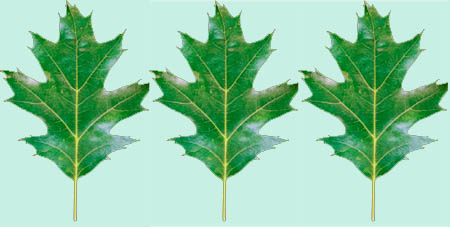 Oak leaves for printable family tree template.