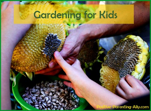 Fun outdoor games: gardening for kids. Harvesting sunflower seeds. 