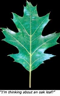 Learning games for kids outdoors: Photo of an oak leaf
