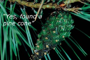 Fun kids learning activities in nature: Photo of a pine cone