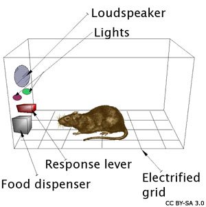 Skinner's Operant Conditioning Box with a rat