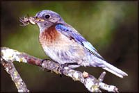 Going bird watching: Picture of bird eating a spider.