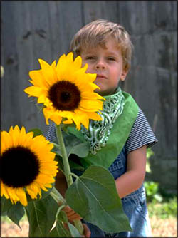 Great fun with kids in the garden. Toddler gardening. Picture of little boy with sunflowers.