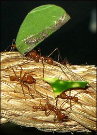 Outdoor toddlerfun: Discovering worker ants carrying leaves.