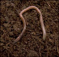 Fun toddler games outside: Helping worms onto the soil.