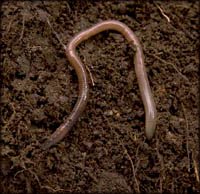 Fun toddler games outside: Helping worms onto the soil.