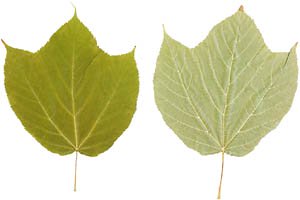 Great activities for toddlers: Physics game with leaves: picture of two green leaves.