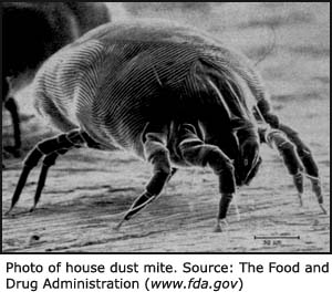 Photo of house dust mite.