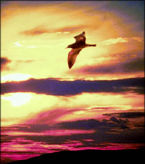 Bird flying in the evening sky as symbol of leaving the nest.